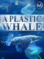 塑料鲸鱼 A Plastic Whale