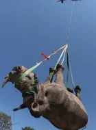 自然世界：飞翔的犀牛 The Natural World: Flight of the Rhino